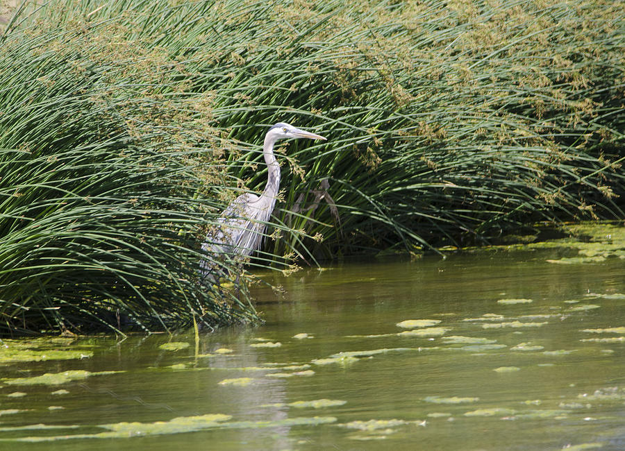 Great Blue Heron Photograph by Donna Greene