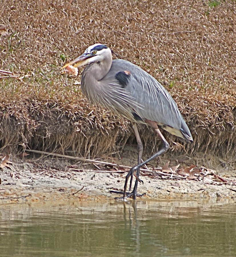 Great Blue Heron Eating Lunch Photograph by Jeanne Juhos