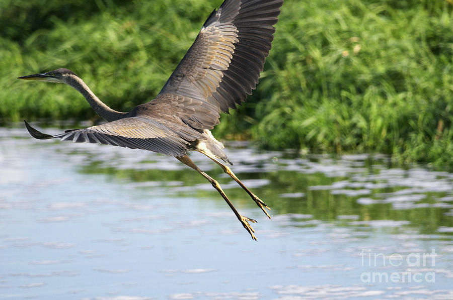 Great Blue Heron Escape Photograph by Sharon Talson