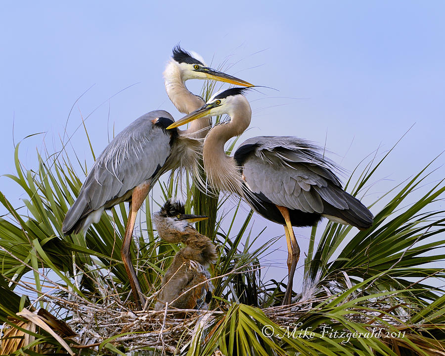 Great Blue Heron Family Photograph by Mike Fitzgerald