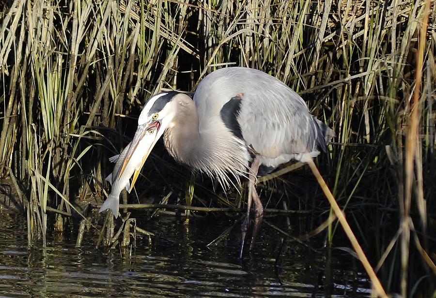 Great blue heron fishing Photograph by Bill Hosford