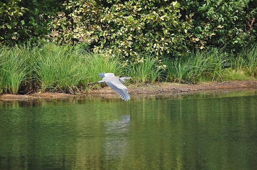 Great Blue Heron Flies Along Shoreline Photograph by Mary McAvoy