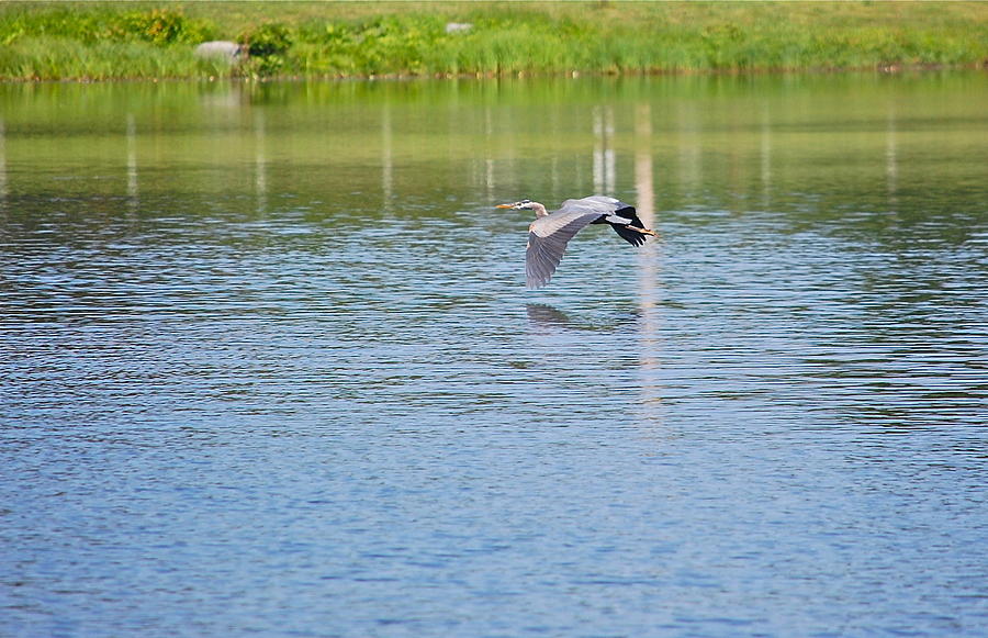Great Blue Heron Flying Low Photograph by Mary McAvoy