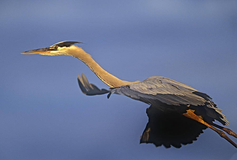 Great Blue Heron Flying North America Photograph by Tim Fitzharris