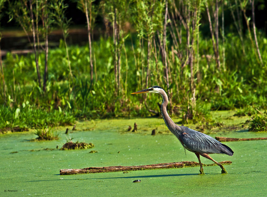 Great Blue Heron Hunting Photograph by Ed Peterson