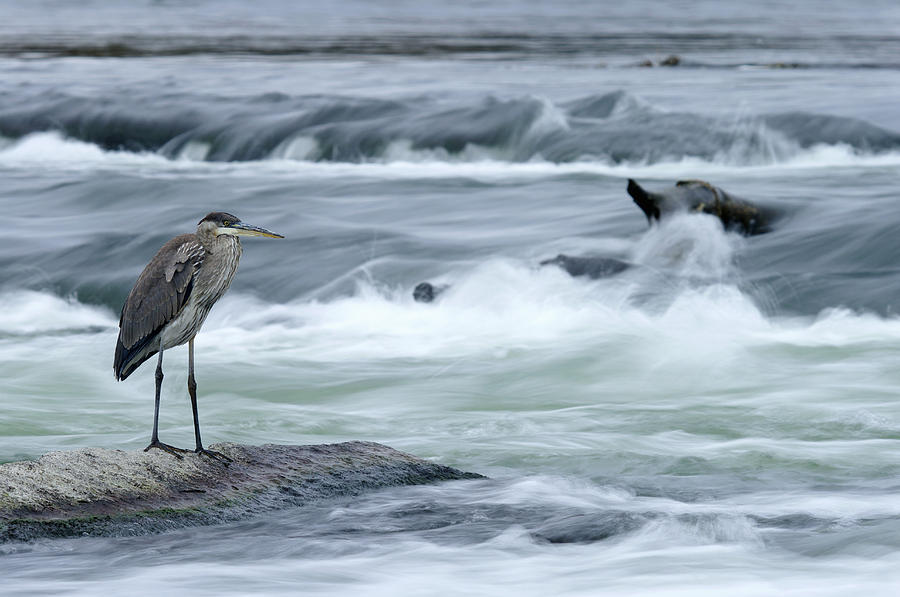 Great Blue Heron Hunting In A River Photograph by Steeve Marcoux