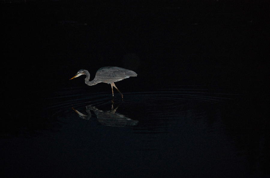 Great Blue Heron Hunts After Sundown Photograph by Mary McAvoy