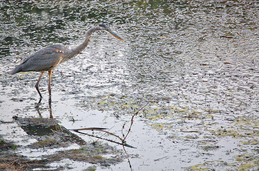 Great Blue Heron Hunts Photograph by Mary McAvoy