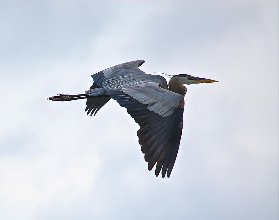 Great Blue Heron in Cloudy Sky Photograph by Mary McAvoy
