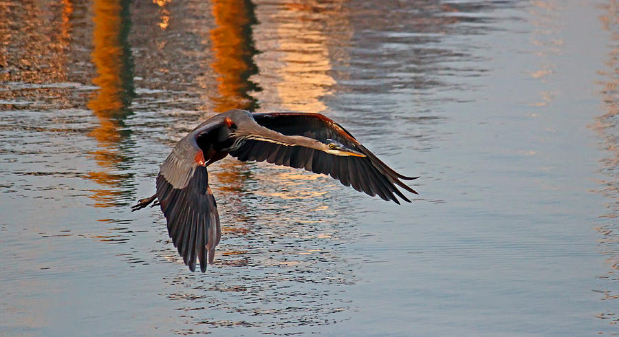 Great Blue Heron in Flight Photograph by Brian Wright