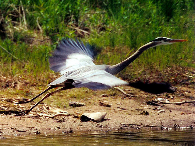 Great Blue Heron in Flight Mixed Media by Bruce Ritchie