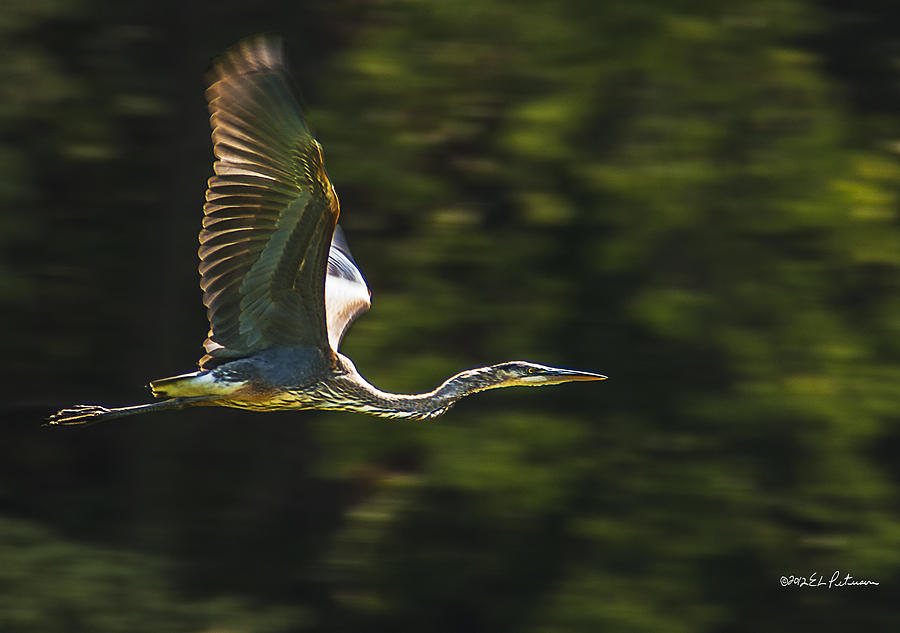 Wildlife Photograph - Great Blue Heron In Flight by Edward Peterson Wildlife Photograph - Great Blue Heron In Flight by Edward Peterson