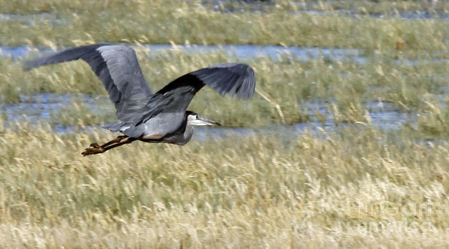 Great Blue Heron In Flight Photograph By Shawn Naranjo - Pixels