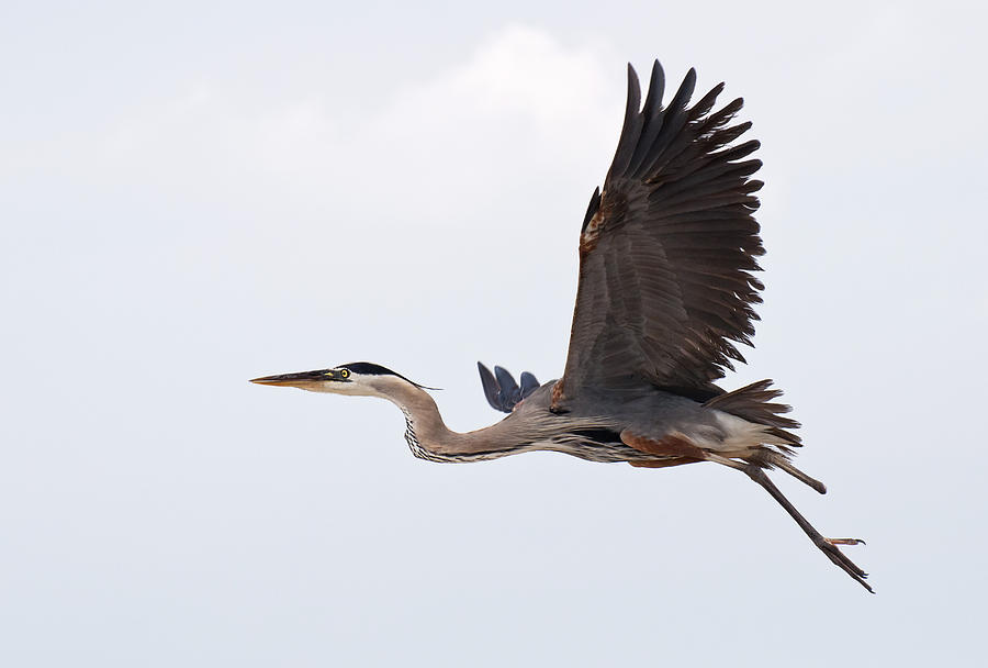 Great Blue Heron In Flight Photograph by Vidhya Narayanan - Fine Art ...