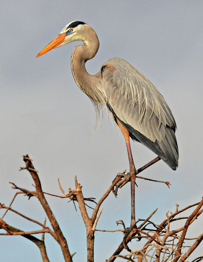 Great Blue Heron in Habitat Photograph by Dave Mills