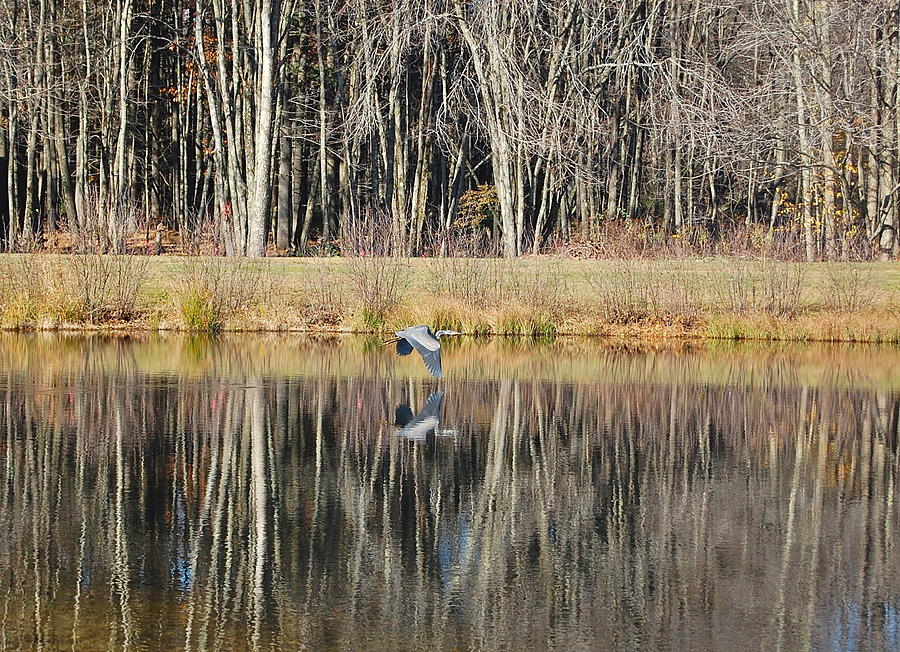 Great Blue Heron in November Photograph by Mary McAvoy