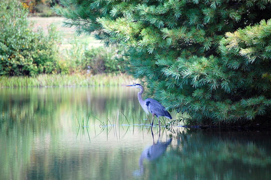 Great Blue Heron in Pines Photograph by Mary McAvoy