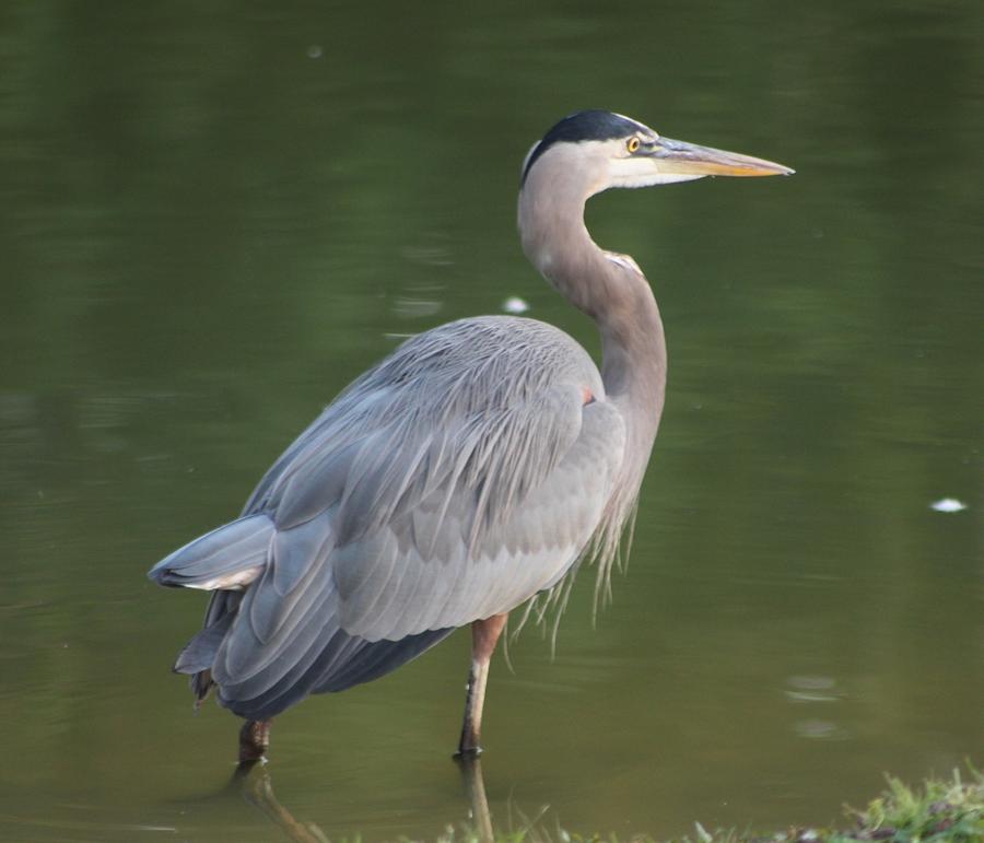 Great Blue Heron in Pond Photograph by Jeanne Juhos