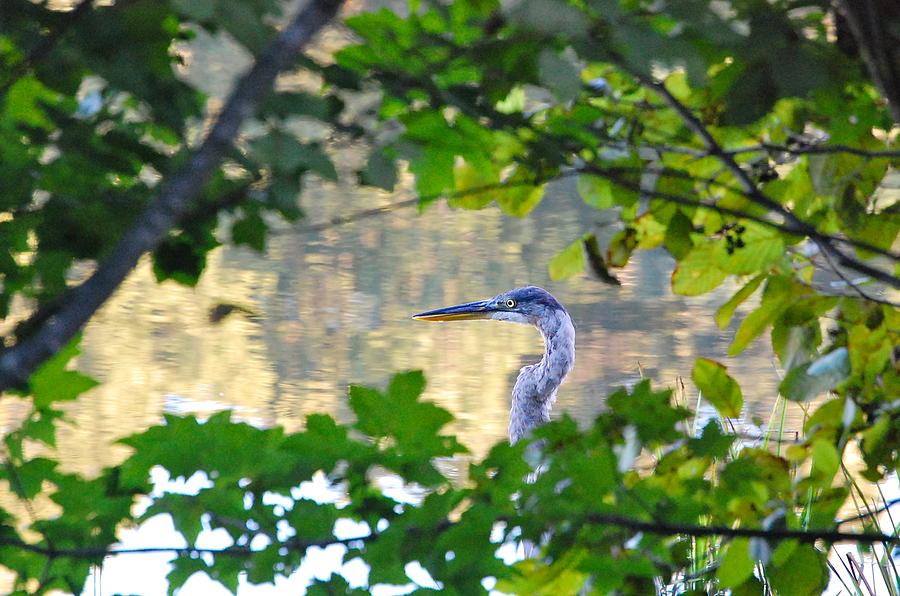 Great Blue Heron in Summertime Photograph by Mary McAvoy