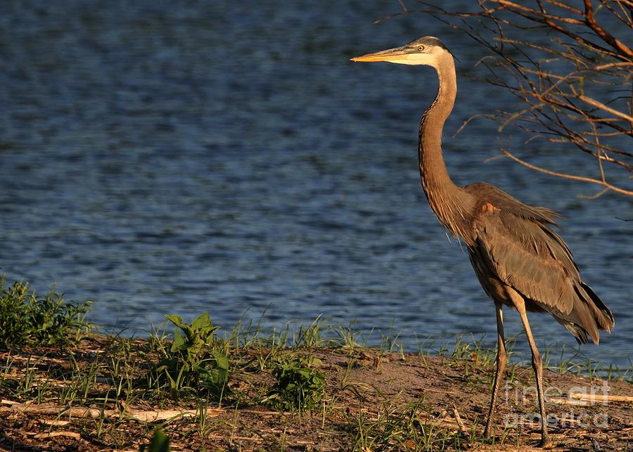 Great Blue Heron in the Evening Light Photograph by Sabrina L Ryan