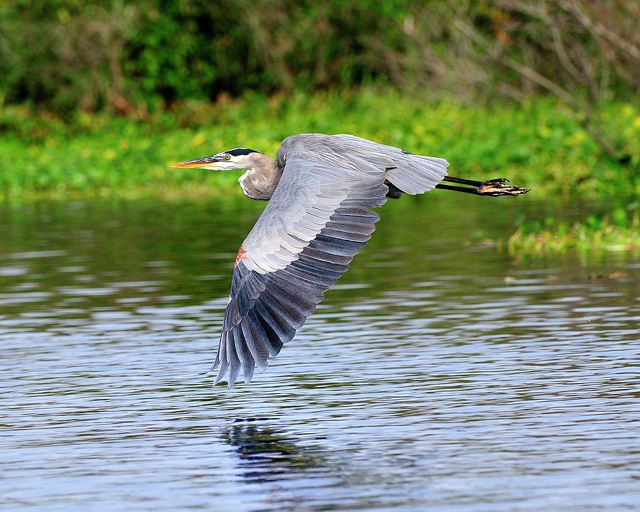 Great Blue Heron Inflight Photograph by Bill Dodsworth