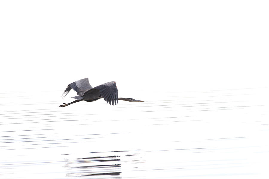 Great Blue Heron Photograph by Jason Smith - Fine Art America