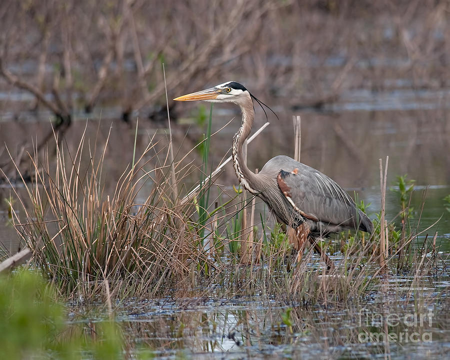 Great Blue Heron Photograph by Jean A Chang
