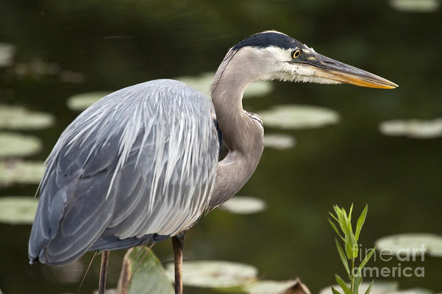 Great Blue Heron  Photograph by Jeannette Hunt