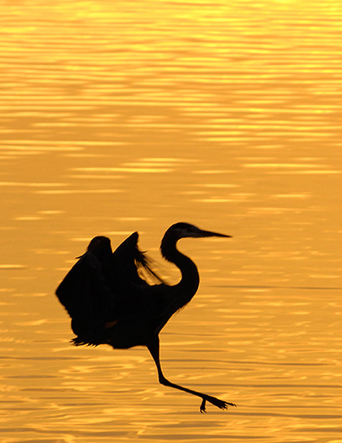 Great Blue Heron Landing in golden Light Photograph by Randall Branham
