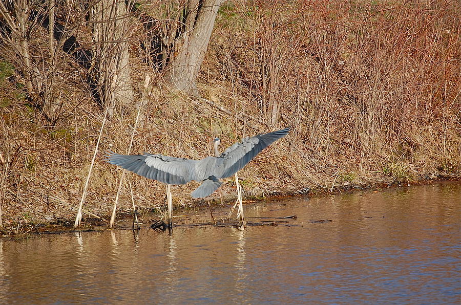 Great Blue Heron Landing Photograph by Mary McAvoy