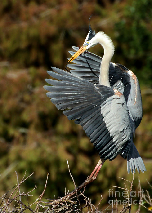 Bird Photograph - Great Blue Heron Landing by Sabrina L Ryan