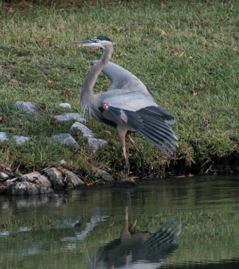 Great Blue Heron Makes a Landing Photograph by Jeanne Juhos