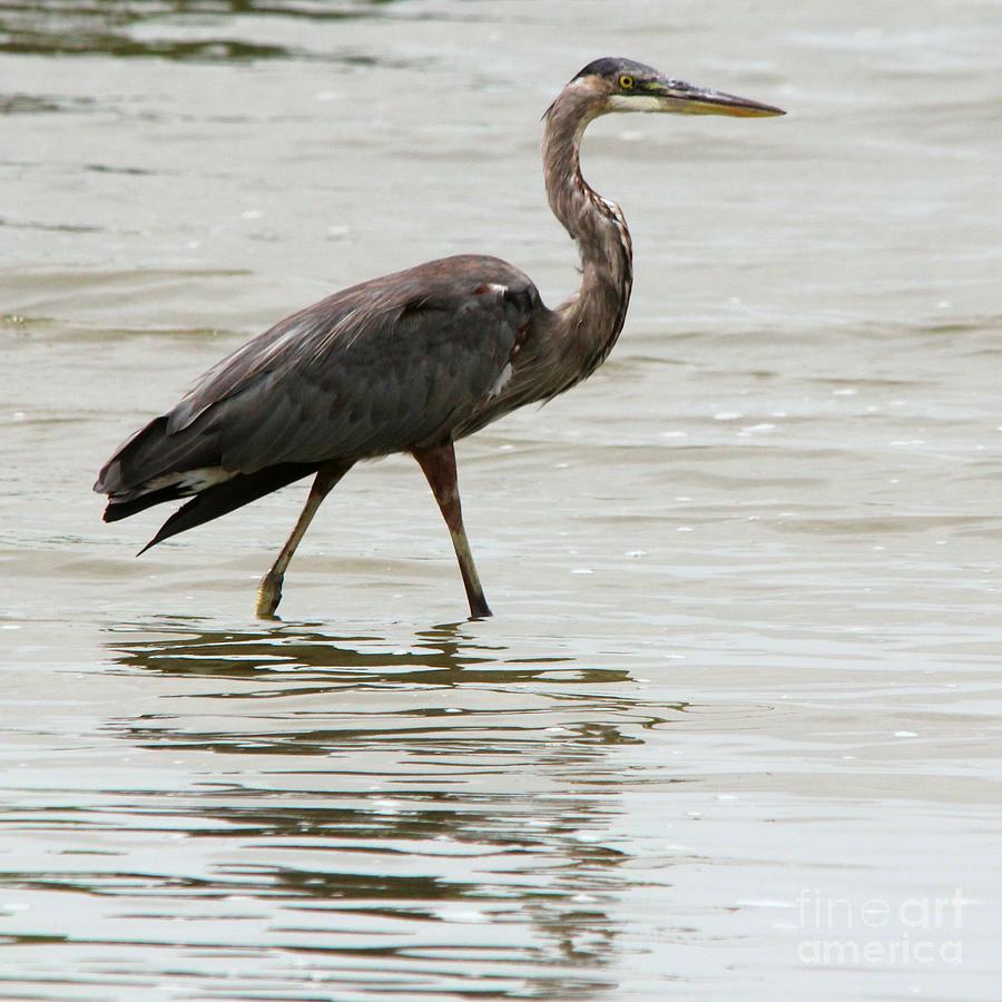 Great Blue Heron Photograph by Mark Guillory - Fine Art America