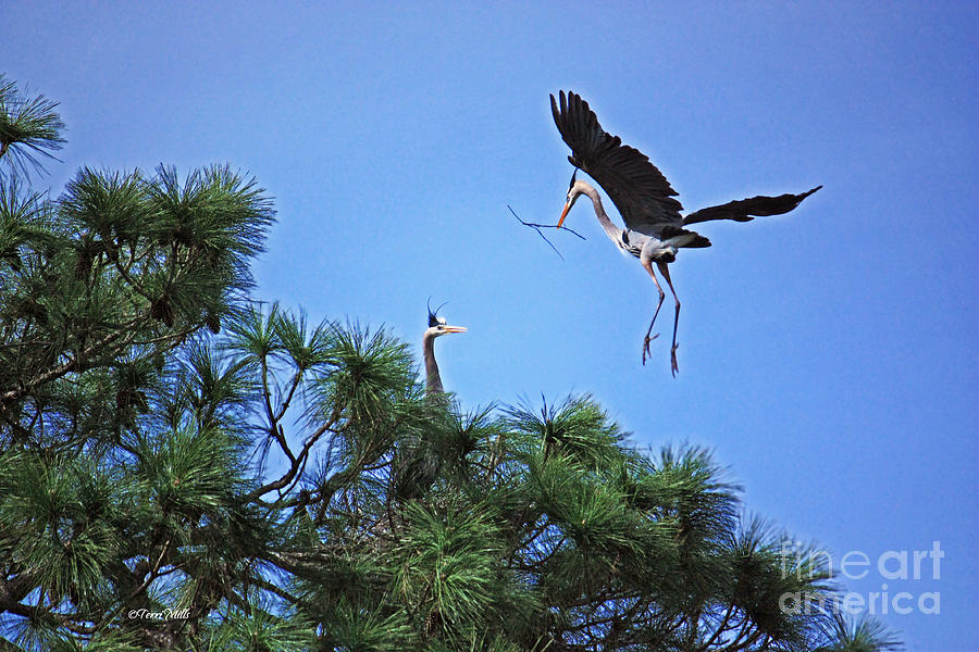 Great Blue Heron Nest Building Photograph by Terri Mills