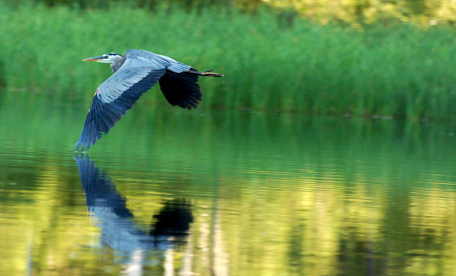 Great Blue Heron on Golden Pond Photograph by Peter DeFina