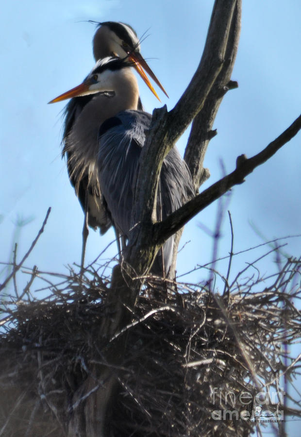 Great Blue Heron On Nest Photograph by Ronald Grogan