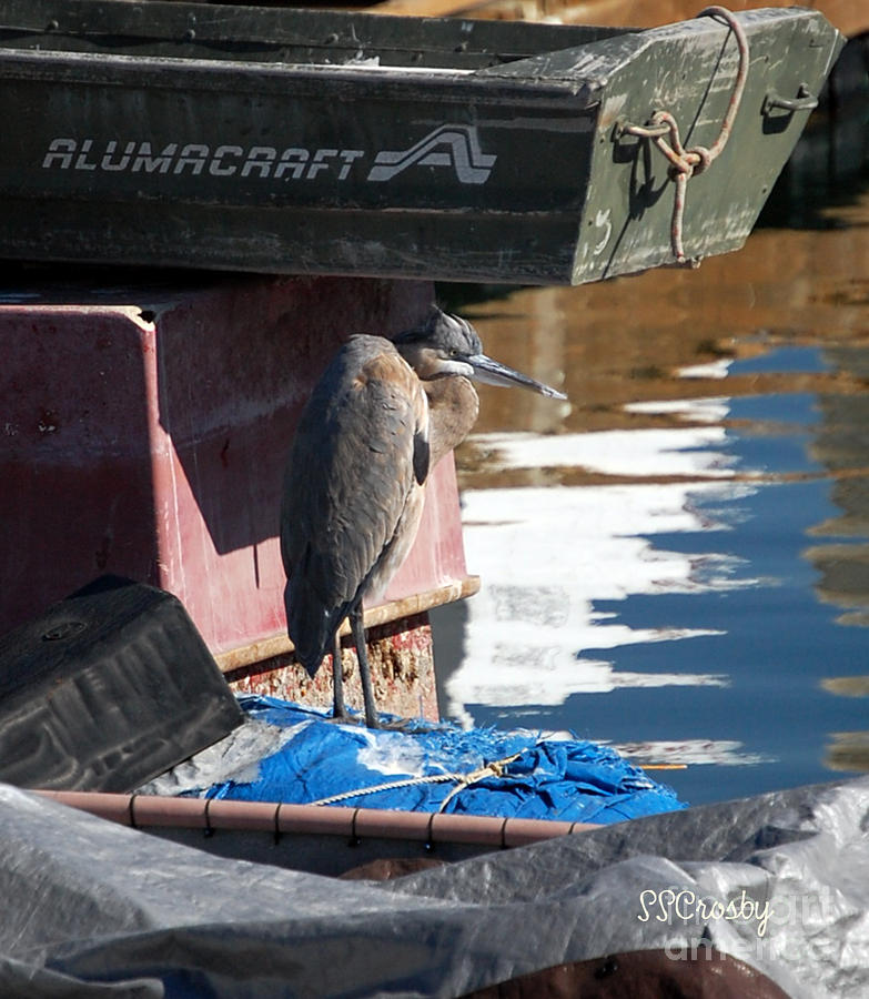 Great Blue Heron on Wharf Junk Photograph by Susan Stevens Crosby