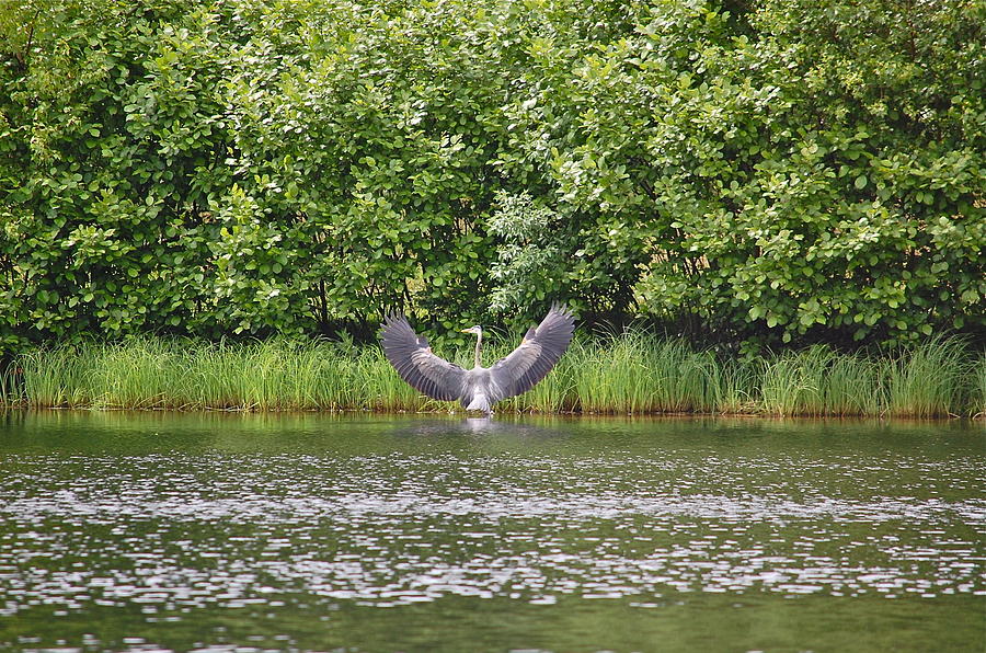 Great Blue Heron Opens Wings Photograph by Mary McAvoy