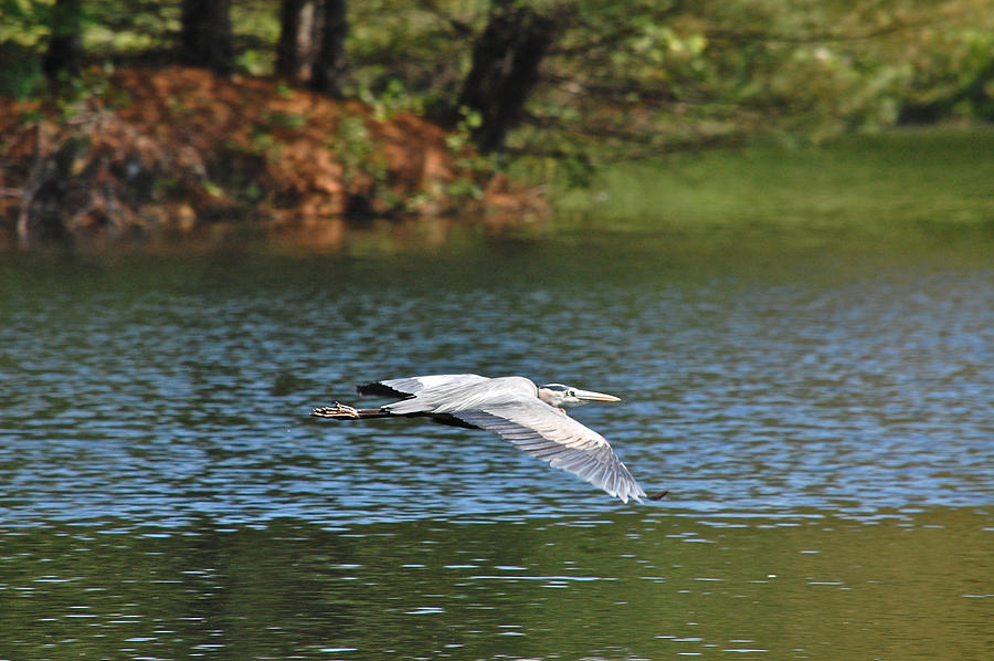 Great Blue Heron Over Pond Photograph by Mary McAvoy