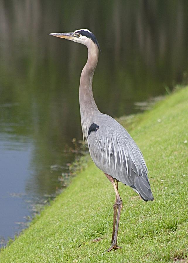Great Blue Heron Overlooking Pond Photograph by Jeanne Juhos