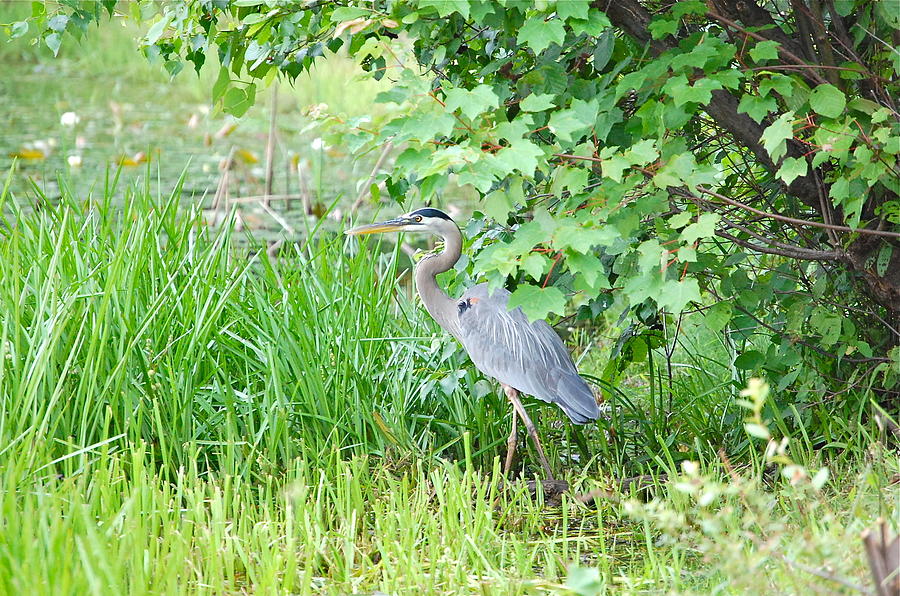 Wildlife Photograph - Great Blue Heron Portrait by Mary McAvoy
