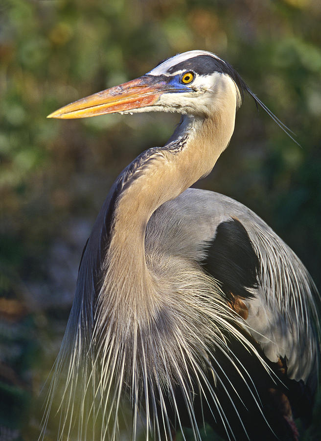 Great Blue Heron Portrait North America Photograph by Tim Fitzharris