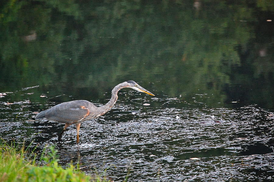 Great Blue Heron Preys on Pond Life Photograph by Mary McAvoy