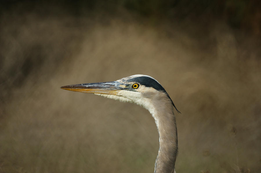 Animal Photograph - Great Blue Heron Profile by Ernest Echols