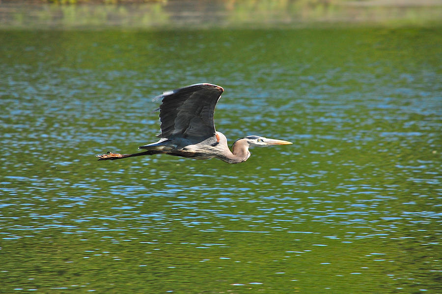 Great Blue Heron Reaching Cruise Altitude Photograph by Mary McAvoy