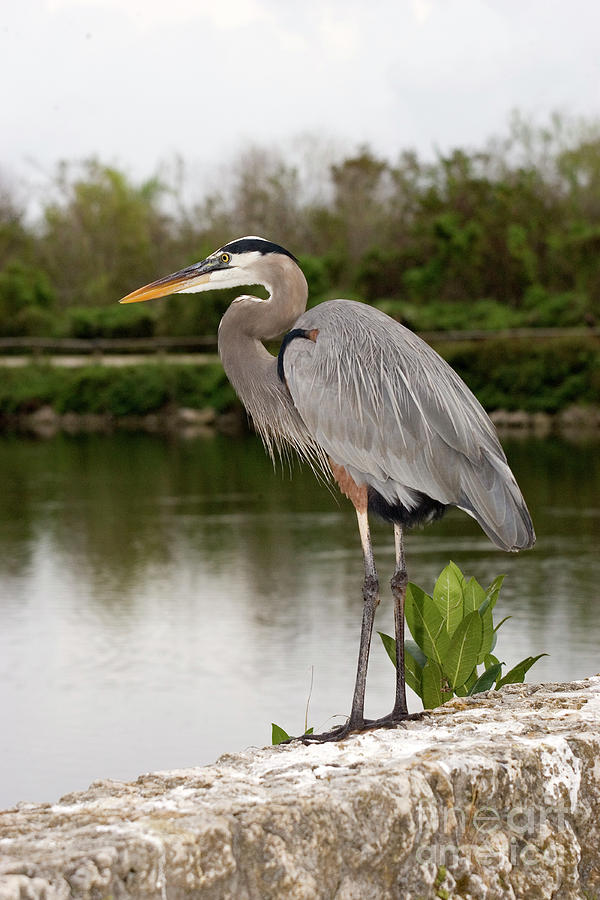 It's just a graphic of Punchy Great Blue Heron Drawing It is a graphic of Punchy Great Blue Heron Drawing