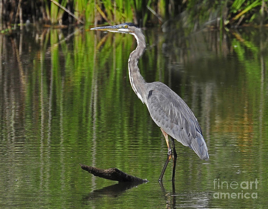 Great Blue Heron Photograph by Rodney Campbell