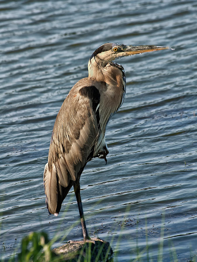 Great Blue Heron Photograph by Sandra Anderson