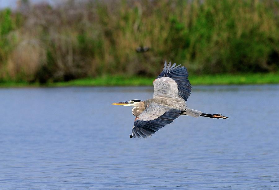 Great Blue Heron Soaring Photograph by Bill Dodsworth