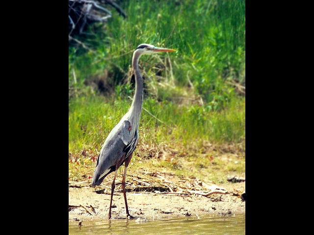 Great Blue Heron Standing at Shore Mixed Media by Bruce Ritchie